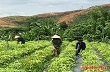 Cty CP Đầu tư phát triển cao su Nghệ An: Phấn đấu hết năm 2014 trồng được 4.000 ha cao su